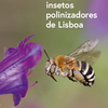 Principais insetos polinizadores de Lisboa